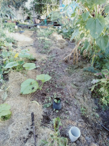 side-trench-colin-austin-gbiota