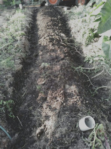 trench-colin-austin-gbiota