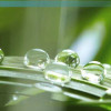 water-drops-on-leaf-colin-austin-gbiota