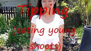 tipping-eating-young-shoots-colin-austin-gbiota