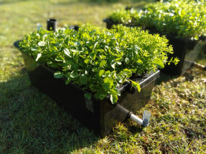 gbiota-box-colin-austin-gbiota