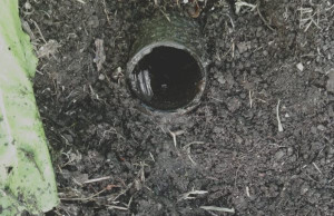 exit-tube-colin-austin-gbiota