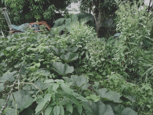 garden-bed-colin-austin-gbiota