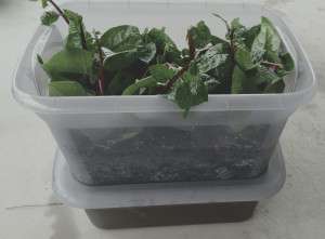 twin-boxes-colin-austin-gbiota