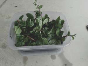 gbiota-fresh-box-colin-ausitn-gbiota