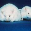 fat-and-skinny-mice-colin-austin-gbiota