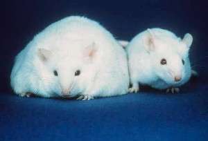 fat-and-skinny-mice-colin-austin-gbiota