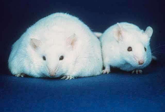 fat-and-skinny-mice-colin-austin-gbiota