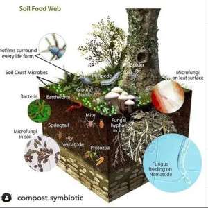 soil-food-web-colin-austin-gbiota