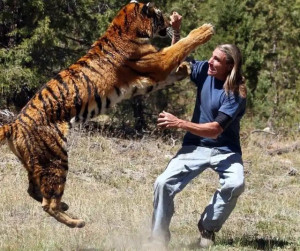 man-fighting-tiger-colin-austin-gbiota