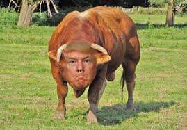 bull-trump-colin-austin-gbiota