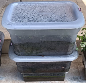 terarium-boxes-colin-austin-gbiota