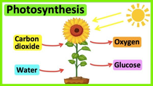 photosynthesis-colin-austin-gbiota