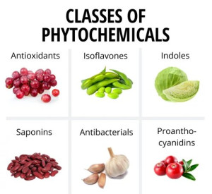 classes-of-phytochemicals-colin-austin-gbiota