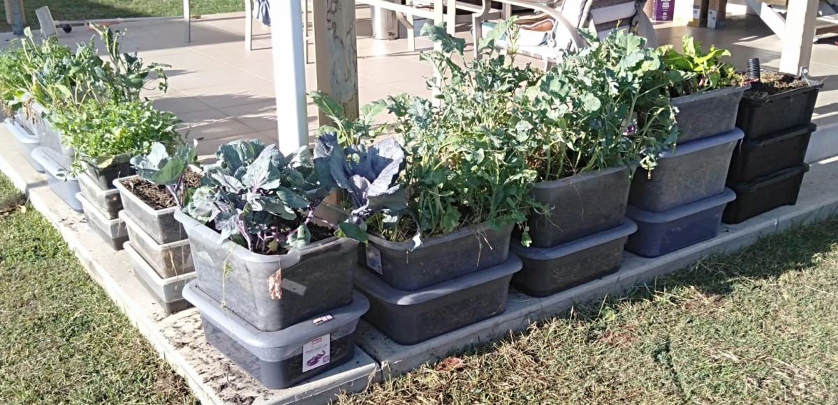 gbiota-tribox-colin-austin-gbiota