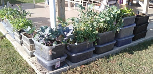 gbiota-tribox-colin-austin-gbiota