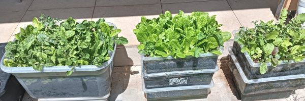 baby-greens-colin-austin-gbiota