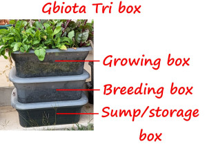 tribox-diagram-colin-austin-gbiota