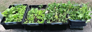 triboxes-vegetable- colin-austin-gbiota