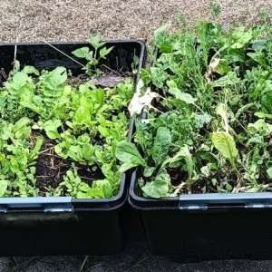triboxes-vegetable- colin-austin-gbiota