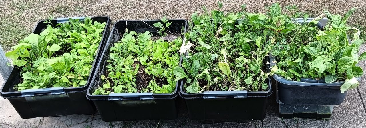 triboxes-vegetable- colin-austin-gbiota