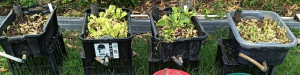 tribox-wilting-colin-austin-gbiota