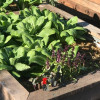wicking-bed-colin-austin-gbiota