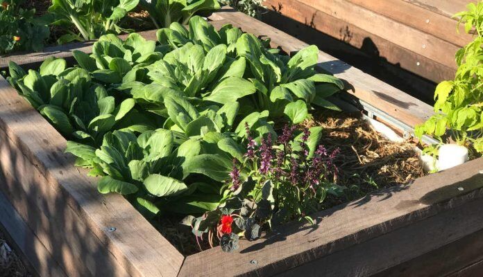 wicking-bed-colin-austin-gbiota