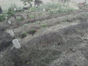 gbiota-beds-open-colin-austin-gbiota