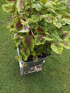 basket in box