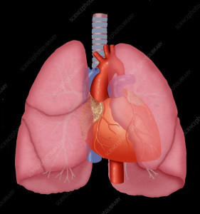 heart and lung