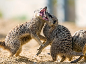 meerkats fighting