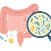 Gut Microbiome Illustration Gbiota