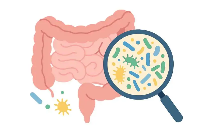 Gut Microbiome Illustration Gbiota