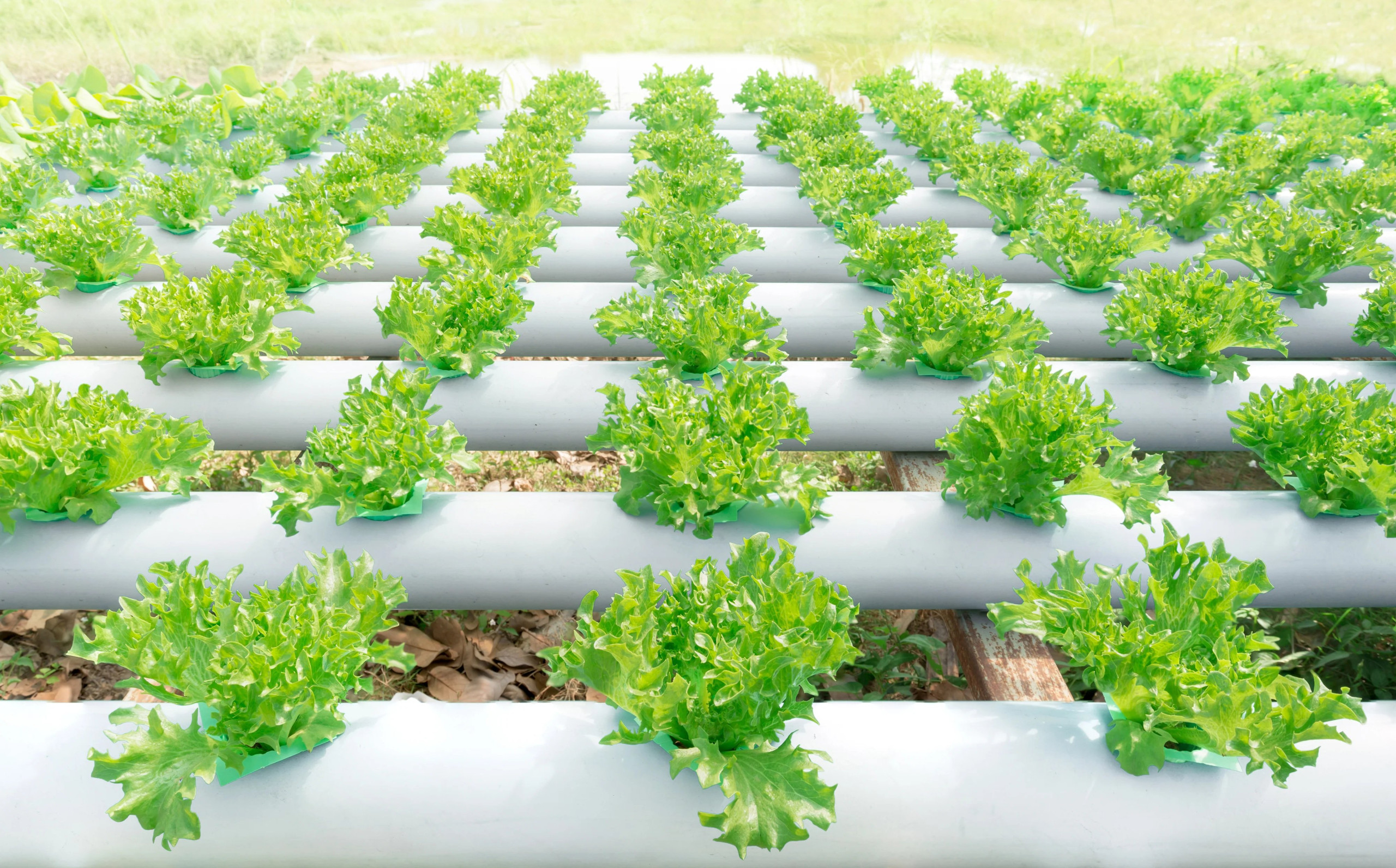 hydroponic lettuce