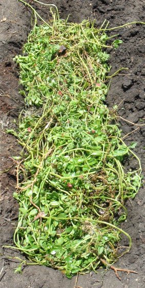 Weeds and Amendments | Gbiota Wicking Beds | Colin Austin