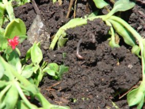 Wickimix R | Wicking Beds | Gbiota | Colin Austin