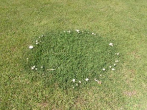 Mushroom Fairy Ring | Soil | Wicking Beds | Gbiota