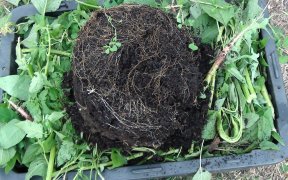 Wicking Mix | Rhizosoil | Colin Austin | Gbiota