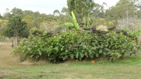 Two Stage Composting | Colin Austin