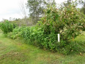 Open Sponge Composting | Gbiota | Colin Austin
