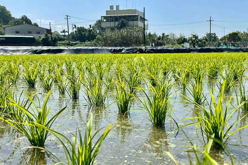anticipatory-irrigation-field-colin-austin-gbiota
