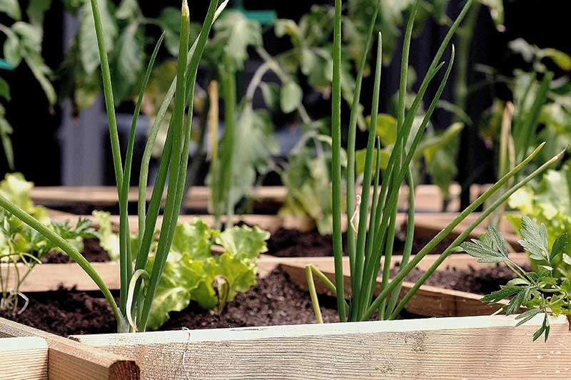 development-wicking-bed-colin-austin-gbiota