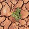 drought-soil-sprout-food-crisis-colin-austin-gbiota