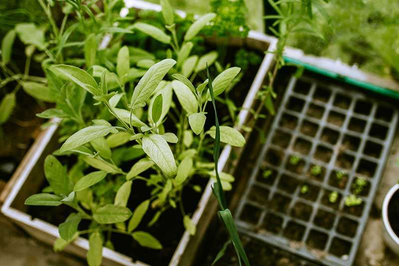 evolution-of-wicking-bed-colin-austin-gbiota