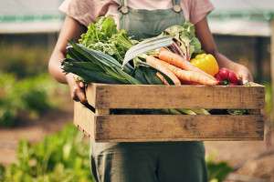 food-supply-garden-colin-austin-gbiota