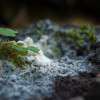 living-soil-fungus-colin-austin-gbiota