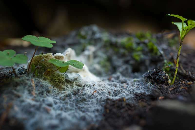 living-soil-fungus-colin-austin-gbiota