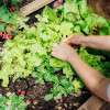 person-gardening-vegetables-garden-bed-colin-austin-gbiota