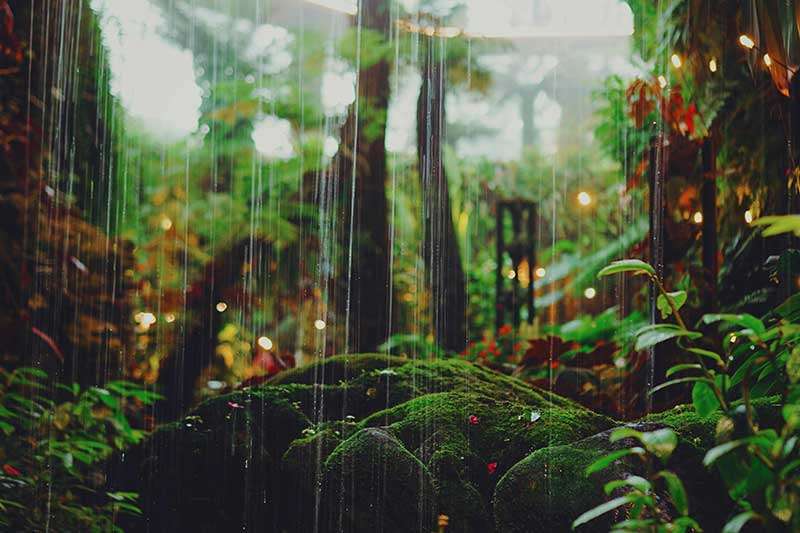 rain-green-lush-soil-garden-colin-austin-gbiota